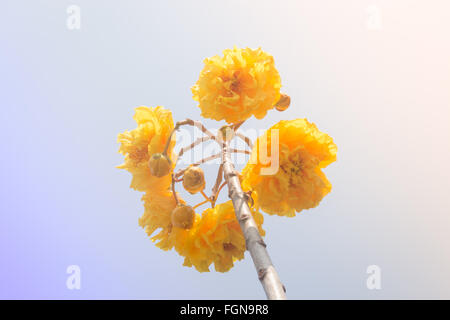 Gelbe Seide Baumwolle (Cochlospermum Religiosum) Blütenknospen, Fotoarchiv Stockfoto