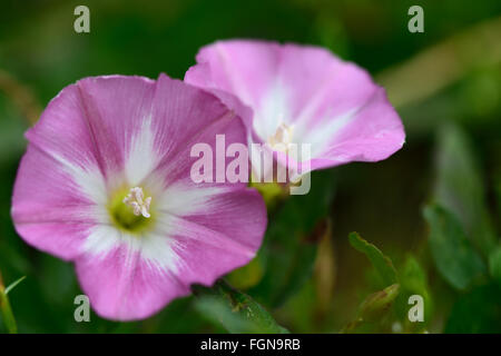 Feld Ackerwinde (Convolvulus Arvensis). Rosa und weißen Blüten dieser Pflanze in der Morning Glory-Familie, Convolulaceae Stockfoto