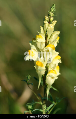 Gemeinsamen Leinkraut (Linaria Vulgaris). Eine attraktive zitronengelbe Blüte in der Familie der Wegerichgewächse wachsen in einer englischen Wiese Stockfoto