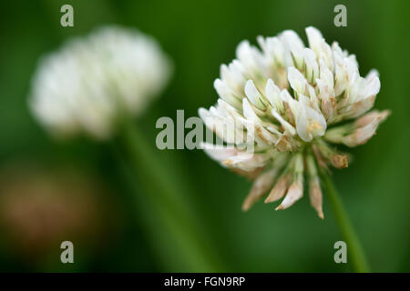 Weiß-Klee (Trifolium Repens). Weiße Blume eine zarte Hülsenfrucht gesehen wächst unter den Rasen auf der Weide Stockfoto