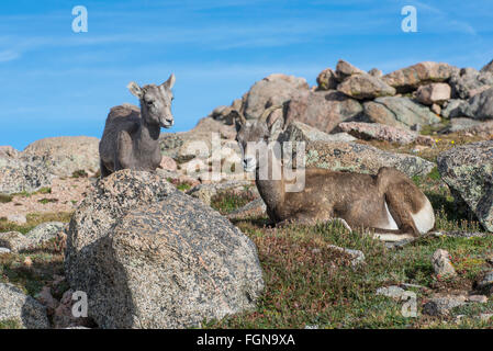 Dickhornschaf (Ovis Canadensis) Ewe und Lamm ruht, Mount Evans Wilderness Area, Rocky Mountains, Colorado USA Stockfoto