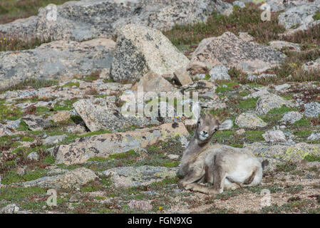 Bighorn Schafe (Ovis Canadensis) Lamm ruht, Mount Evans Wilderness Area, Rocky Mountains, Colorado USA Stockfoto