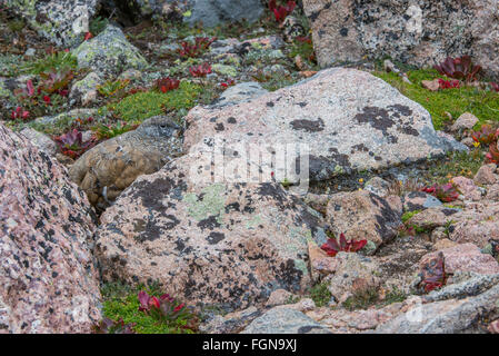 White-tailed Schneehuhn (Lagopus Leucura) getarnt unter Flechten bedeckten Felsen, Rocky Mountains, Colorado USA Stockfoto