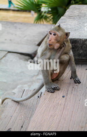 Makaken-Affen kratzen sein Gesicht mit seinem Bein, Siem Reap, Kambodscha. Stockfoto