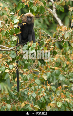 Die Languren Nilgiri hat eine glänzende, dunkle braune Jacke und lange, Dicke goldene an braunen Fell auf dem Kopf. Stockfoto