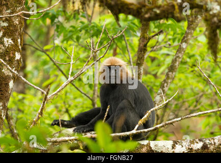 Die Languren Nilgiri hat eine glänzende, dunkle braune Jacke und lange, Dicke goldene an braunen Fell auf dem Kopf. Stockfoto