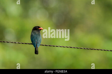 Die Dollarbird (Eurystomus Orientalis), auch bekannt als die orientalischen Dollarbird oder Dollar Walze ist ein Vogel der Roller-Familie von Gavi eotourism Stockfoto