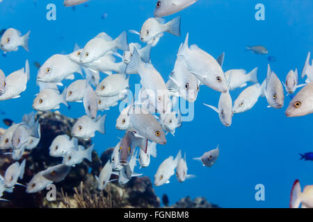 Schule von Gray Snapper Lutjanus früh in Richtung Fotografen im blauen Wasser schwimmen Stockfoto