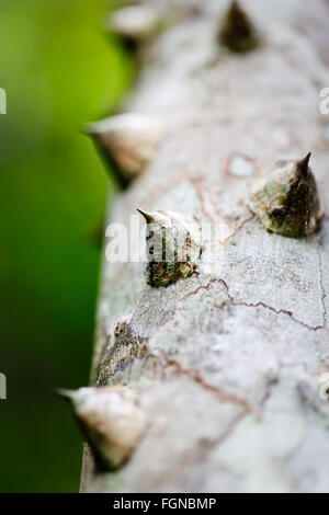 Nahaufnahme Detail großen scharfen Dornen an einem Baumstamm im tropischen Dschungel Stockfoto