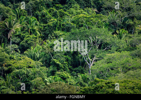 Vielzahl von hohen Bäumen in tropischen Regenwald Dschungel Stockfoto