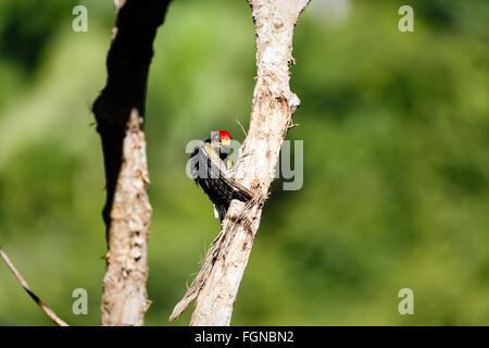 Schwarz-cheeked Specht, Melanerpes Pucherani Pflege auf Ast im Regenwald Stockfoto