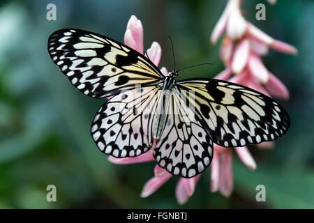 Weißen Baum Nymphe Schmetterling Stockfoto