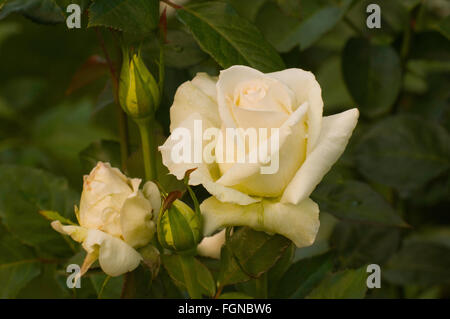 Rosa, KAREN BLIXEN, stieg Stockfoto