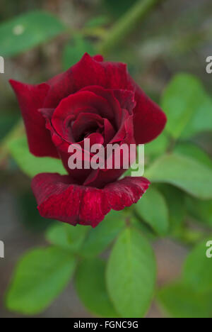 Rose, Rosa PAPA MEILLAND, Teehybride, Stockfoto