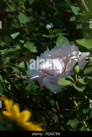 Rose, Rosa PEARLIE MAE, rose, Griffith Buck Grandiflora Stockfoto