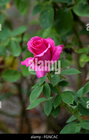 Rose, Rosa Rina Hugo, tief rosa Teehybride, Frankreich 1992 Stockfoto