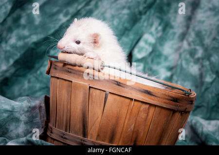 Weiße Frettchen in Korb. Stockfoto