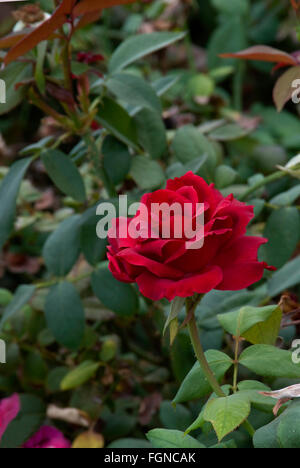 Rose, Rosa "SAN ANTONIO", Grandiflora, Armstrong Rose, Stockfoto