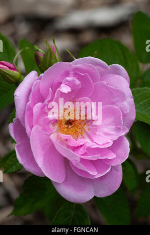 Rose, Rosa SARAH VAN FLEET, rosa Hybrid Rugosa., Strauch Stockfoto