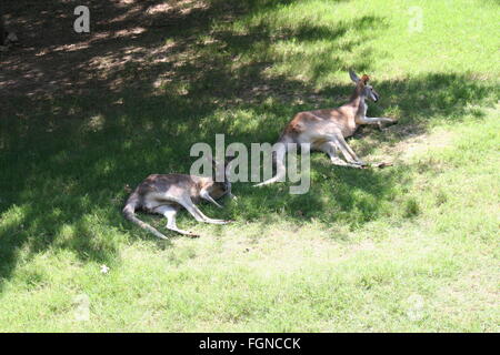 Kängurus im Schatten ruhen Stockfoto