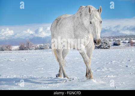 Weißes Pferd Wandern im Schnee bedeckten Boden Stockfoto
