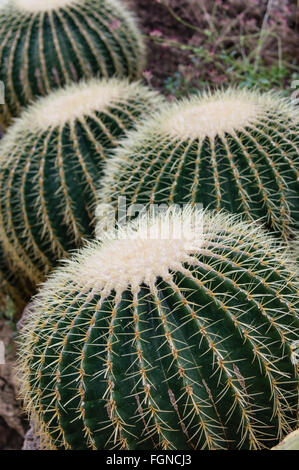 Barrel Cactus Display Phipps Konservatorium, Pittsburgh, Pennsylvania Stockfoto