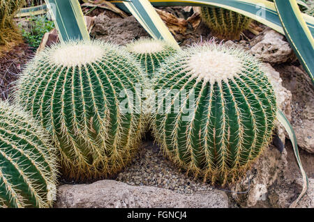 Barrel Cactus Display Phipps Konservatorium, Pittsburgh, Pennsylvania Stockfoto