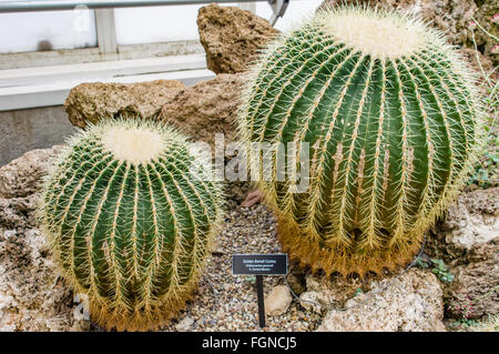 Barrel Cactus Display Phipps Konservatorium, Pittsburgh, Pennsylvania Stockfoto
