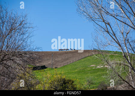 Eine Gruppe von Pferden versammeln sich um ein Gefühl Trog auf einem Hügel auf einer Ranch im Santa Ynez Valley, Kalifornien. Stockfoto