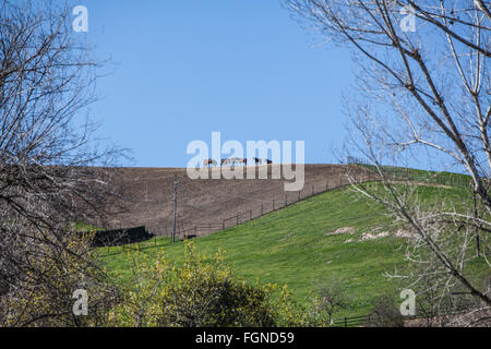 Eine Gruppe von Pferden versammeln sich um ein Gefühl Trog auf einem Hügel auf einer Ranch im Santa Ynez Valley, Kalifornien. Stockfoto