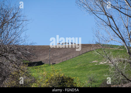 Eine Gruppe von Pferden versammeln sich um ein Gefühl Trog auf einem Hügel auf einer Ranch im Santa Ynez Valley, Kalifornien. Stockfoto