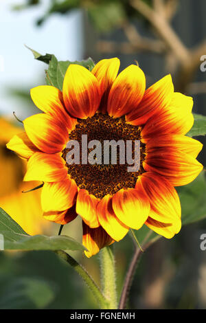 Helianthus Annuus oder bekannt als Golden Prominenz F1 Sonnenblume Stockfoto