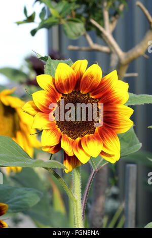 Helianthus Annuus oder bekannt als Golden Prominenz F1 Sonnenblume Stockfoto