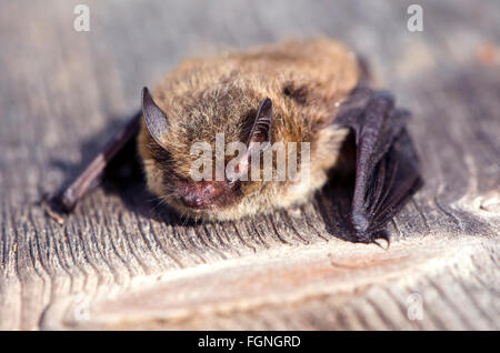 Nahaufnahme von Nathusius Zwergfledermaus Fledermaus an sonnigen Tag auf Holzbrett Stockfoto