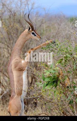 Gerenuk stehen aufrecht bis erreichen lässt, Nationalpark in Kenia, Afrika Stockfoto