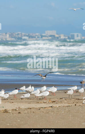 Herde von Möwen, Seeschwalben, (Thalasseus Sandvicensis) mediterrane Möwe (Ichthyaetus Melanocephalus), Andalusien, Spanien Sandwich. Stockfoto