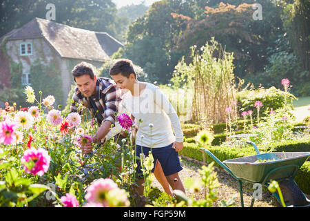 Vater und Sohn im sonnigen Garten Blumen pflücken Stockfoto