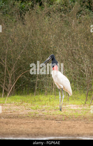 Jabiru-Storch (Jabiru Mycteria) Stockfoto