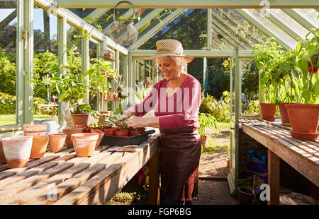 Ältere Frau Blumenerde Pflanzen im sonnigen Gewächshaus Stockfoto