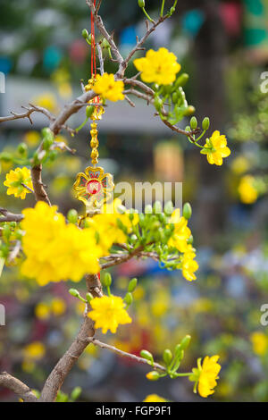 Tet Blüte Bäume die Symbole der Lunar New Year Holidays auf dem Straßenmarkt, Ho-Chi-Minh-Stadt, Vietnam. Stockfoto