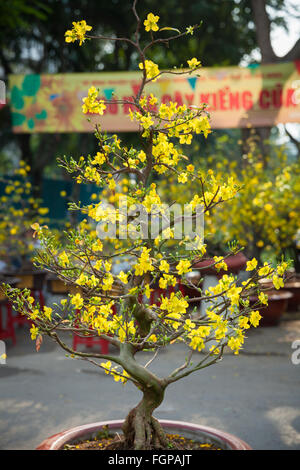 Tet Blüte Bäume die Symbole der Lunar New Year Holidays auf dem Straßenmarkt, Ho-Chi-Minh-Stadt, Vietnam. Stockfoto