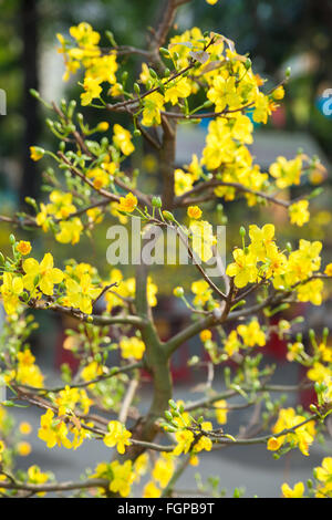 Tet Blüte Bäume die Symbole der Lunar New Year Holidays auf dem Straßenmarkt, Ho-Chi-Minh-Stadt, Vietnam. Stockfoto