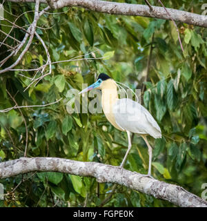 Heron (Pilherodius Pileatus) - Capped Guyana in Südamerika Stockfoto