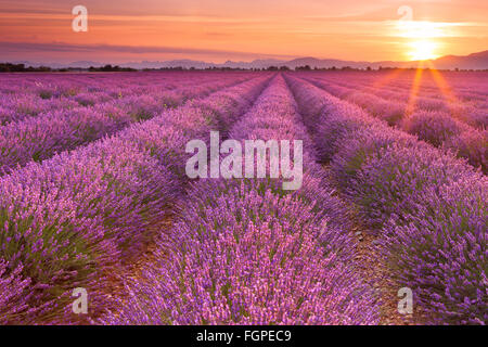 Sonnenaufgang über blühende Felder von Lavendel auf dem Plateau von Valensole in der Provence in Südfrankreich. Stockfoto