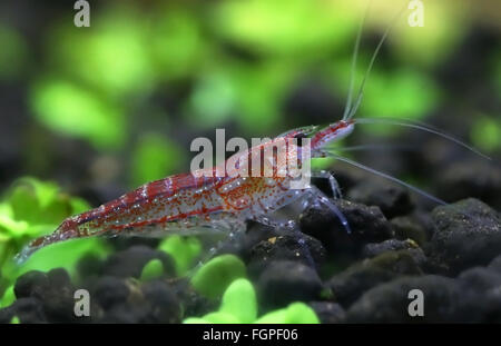 Männliche Cherry Garnelen in einem bepflanzten aquarium Stockfoto