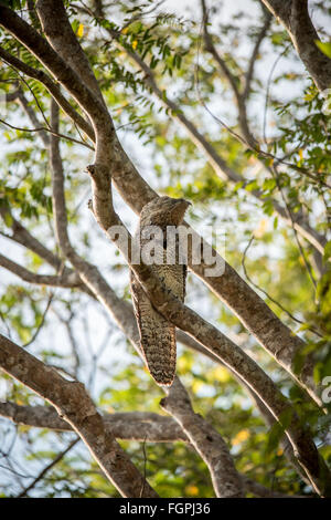 Große aber (Nyctibius Grandis) bewegungslos im Baum, Guyana, Südamerika Stockfoto