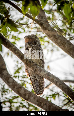 Große aber (Nyctibius Grandis) bewegungslos im Baum, Guyana, Südamerika Stockfoto