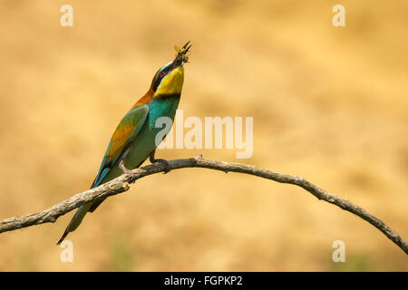 Europäische Bienenfresser (Merops Apiaster) thront auf einem Ast und halten eine Biene Stockfoto