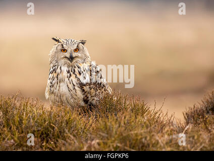 Westlichen sibirischen Uhu (Bubo Bubo Sibericus) sitzen am Boden im offenen Peeling Land Stockfoto