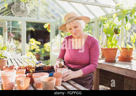 Ältere Frau Blumenerde Pflanzen im Gewächshaus Stockfoto